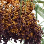 Khajur Price