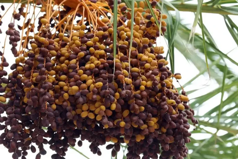 Khajur Price