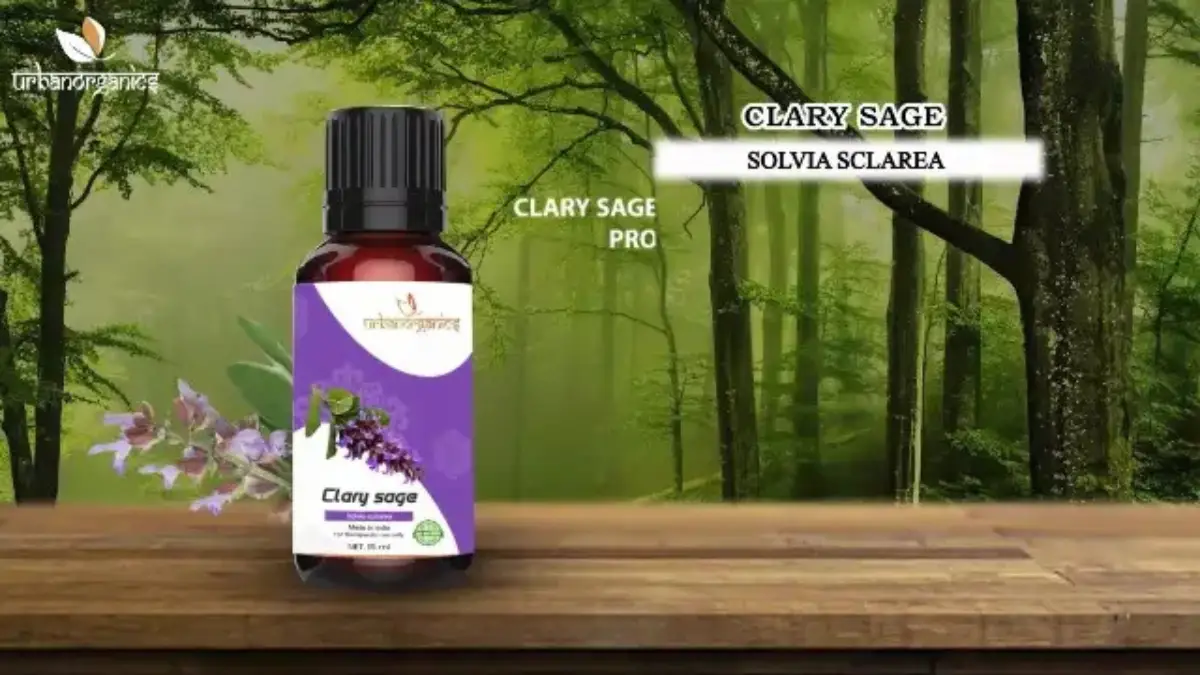 Sage Oil in Hindi – Complete Guide to सेज तेल Benefits and Uses