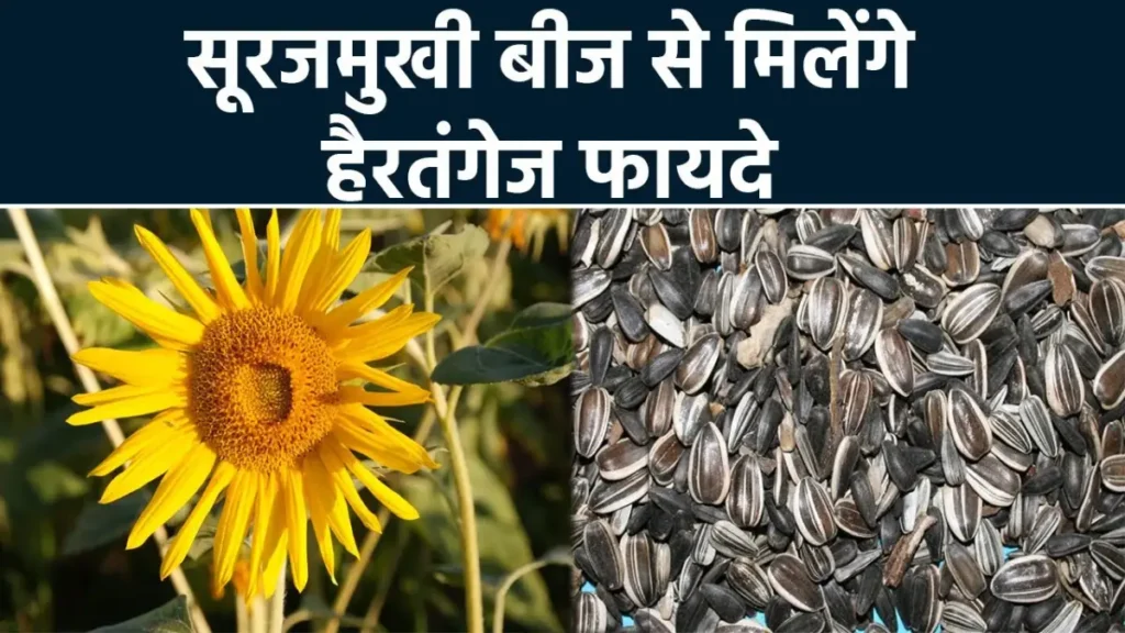 Sunflower Seeds