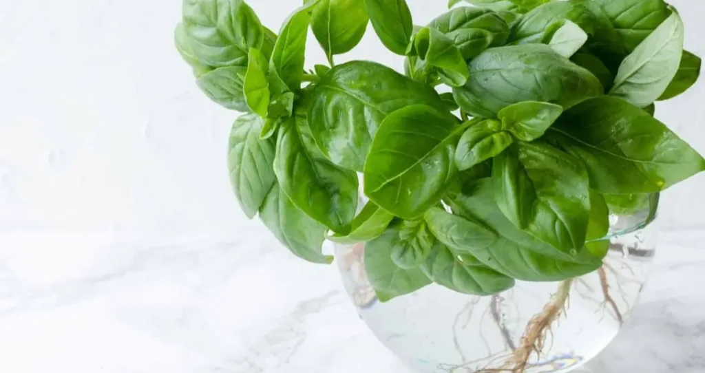 Tulsi Plant Medicinal Uses & Benefits | Uses of Tulsi Leaves for Health 13 tulsi plant medicinal uses