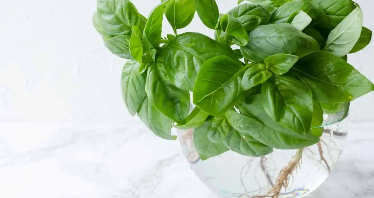 tulsi plant medicinal uses