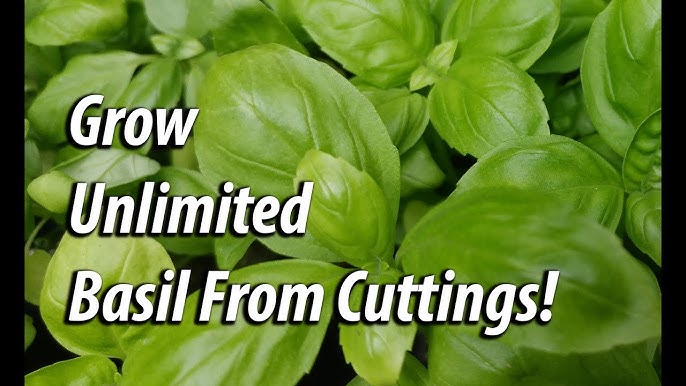 tulsi plant medicinal uses,uses of tulsi leaves,